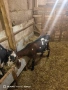 Продавам 2 кози, снимка 2