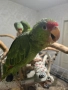 Продавам ръчно хранени бебета зеленобузи Амазони , снимка 5