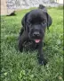 Кане Корсо на 2 месеца, снимка 6