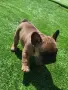 Френски булдог .. , снимка 2
