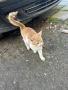 Подарявам малко котенце, снимка 3
