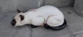 Сиамска Котка, снимка 5