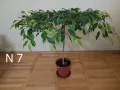 Продавам фикуси бенджамин 25-65 лв., снимка 9