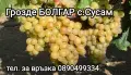 Грозде сорт Мерло, Болгар и Хамбургски мискет , снимка 1