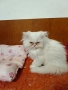 Продавам персийски котенца , снимка 2