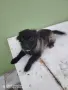 померан шпиц немски  , снимка 10