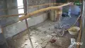 колхидски фазан пуйки и гъски, снимка 1