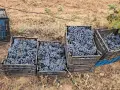 Продавам грозде, снимка 1