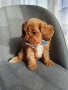 Cavapoo/Mini poodle , снимка 6