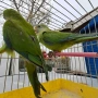 продавам папагали барабанди, снимка 3