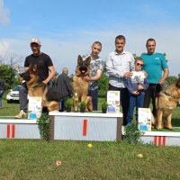 РАЗВЪДНИК за Немски Овчарки , снимка 13 - Немска овчарка - 41355526