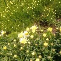 Продавам цветя Градинска маргарита – бяла и жълта, разсад, снимка 17 - Разсади - 44297106