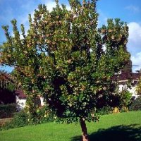 Ягодово дърво/Arbutus unedo (кумарка), снимка 11 - Градински цветя и растения - 39955636