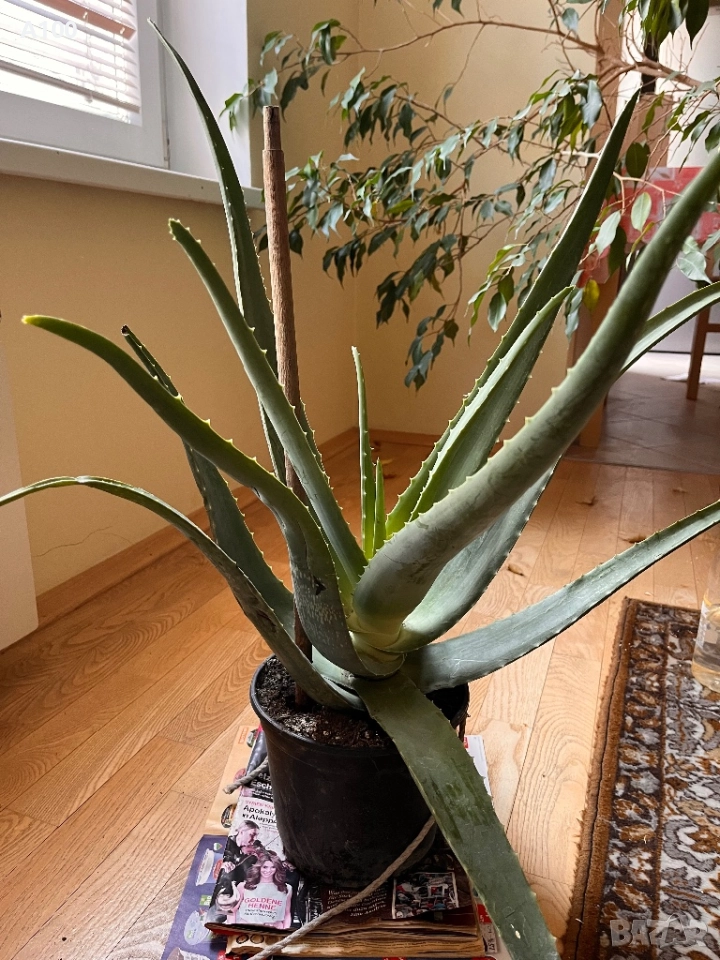 Алое вера - различни големини, снимка 1