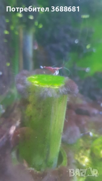 Скариди Кардинал , пинто зебра ,фенси тигър , галакси и кристали , снимка 1