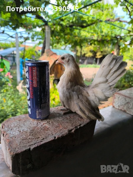 Серами Испенч Бантам Струмски Бантам и Шабо , снимка 1