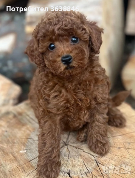 Той пудел, снимка 1