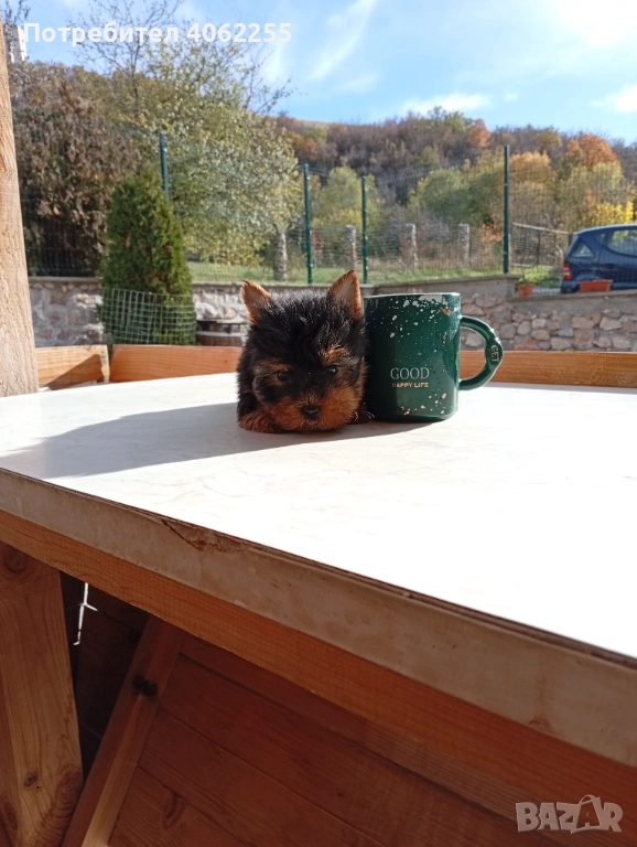 Продавам мини йоркширски териери , снимка 1