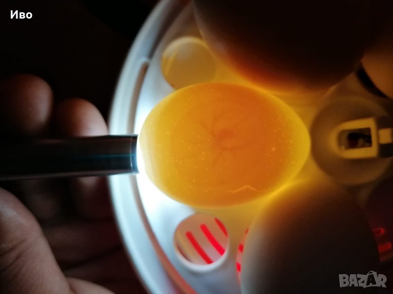 Проверка на яйца , снимка 1