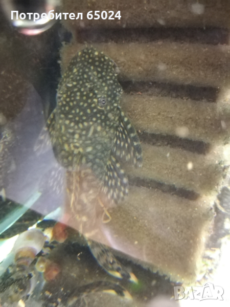 Анциструси. Пинсети, снимка 1