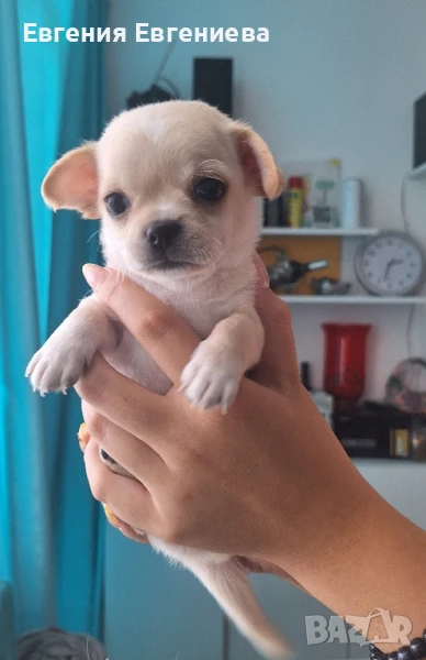 Аз съм нежна ,гальовна и внимателна . Винаги ще бъда преданна и вярна. , снимка 1