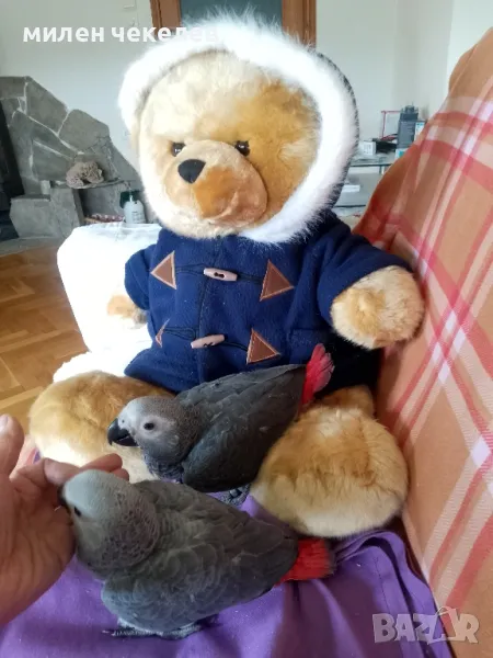 Папагалче Жако Конго , снимка 1