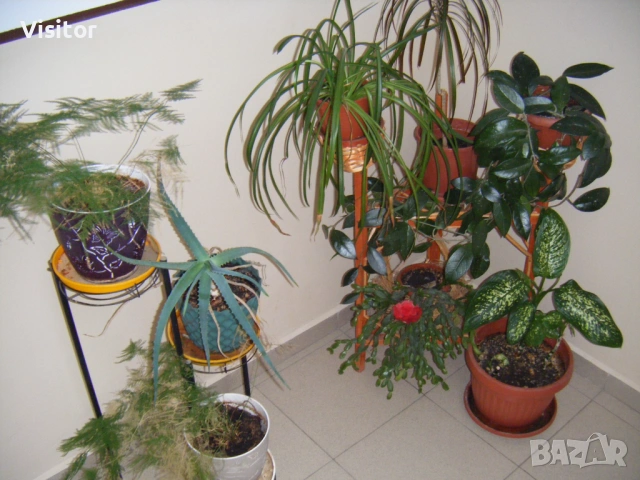 Fujifilm FinePix Z10fd - 7мРх, снимка 15 - Фотоапарати - 53398960