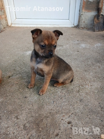 Пинчер, снимка 4 - Чихуахуа - 53464829