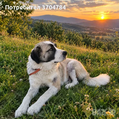Продавам българска овчарка, снимка 2 - Каракачанска овчарка - 56371331