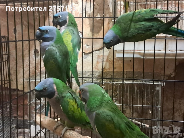 продавам папагали китаиски александар 3 женски 2023 г, снимка 5 - Папагали - 53053887