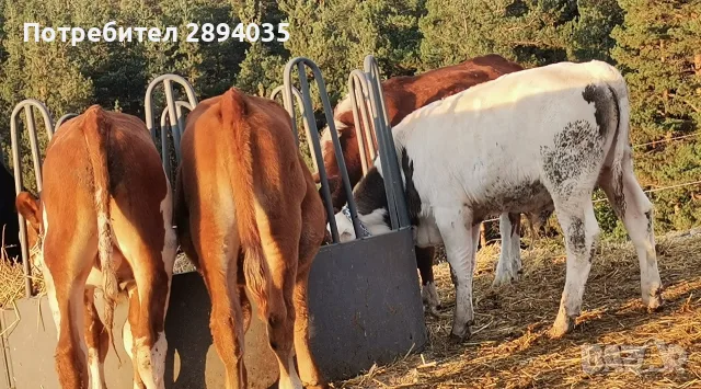телета бозайници, отбити, за клане , снимка 8 - Крави - 56158184