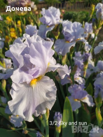 ризоми от сортови брадати ириси, снимка 5 - Градински цветя и растения - 41372392