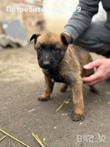 Белгийски овчарки Малиноа, снимка 9 - Белгийска овчарка - 53582487