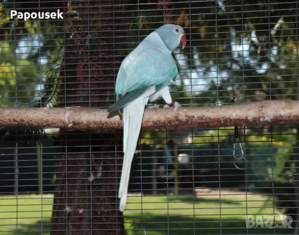 Малки Александри , снимка 7 - Папагали - 50581373