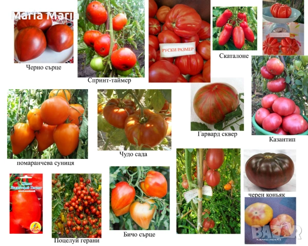 семена на домати /не хибридни/, снимка 5 - Сортови семена и луковици - 53225599