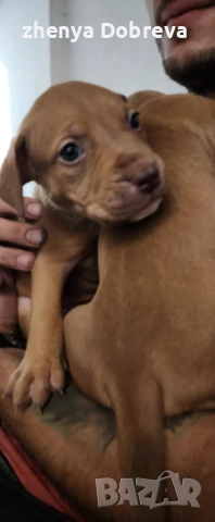 Американски питбул , снимка 6 - Питбул - 52487893