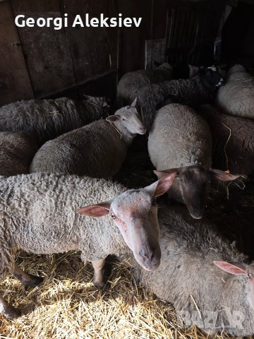 Чистокръвни овце Мутон шароле, снимка 6 - Овце - 53749010