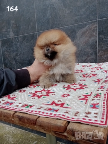 Померани. Мини момчета на 3 месеца., снимка 6 - Померан - 52770599