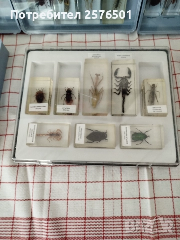 Истински буболечки и чудновати животинки, снимка 5 - Други - 52686624