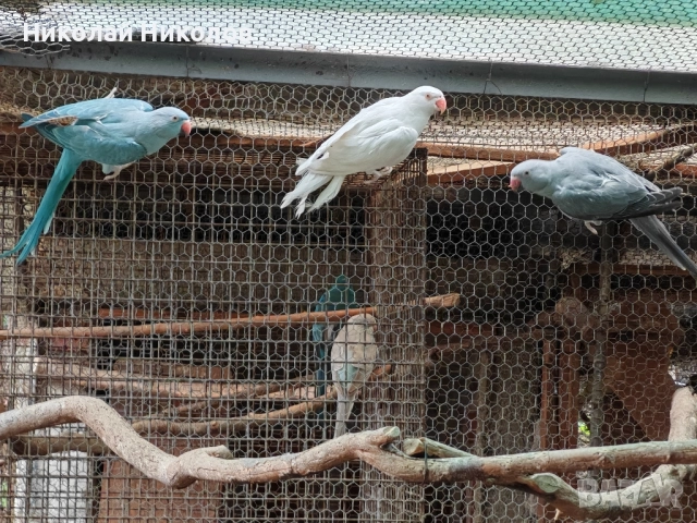 Малки александри, снимка 15 - Папагали - 51972524