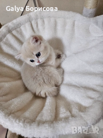 Родословни Британски котета  промоционолна цена за 8 март, деня на жената!, снимка 9 - Британска късокосместа - 53502654