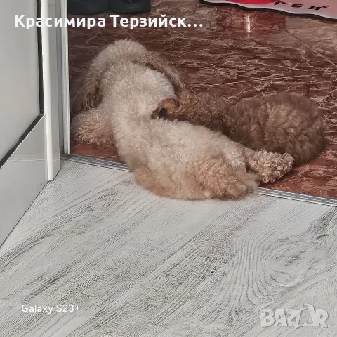 той пудел момче, снимка 3 - Пудели - 55786544