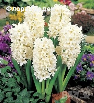 Луковици ЗЮМБЮЛИ, снимка 9 - Градински цветя и растения - 51033126