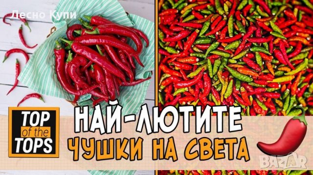 Семена от шестте най-лютите чушки на планетата : 1. Каролина Рийпър (Carolina Reaper) Средна лютивин, снимка 5 - Оранжерии - 31175677