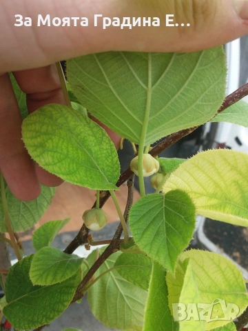 Киви 10 вида, снимка 9 - Градински цветя и растения - 53623368