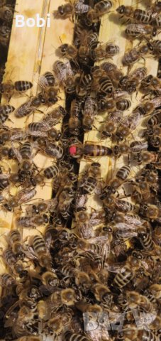 Отводки малки пчелни семейства, снимка 2 - Други животни - 40285876