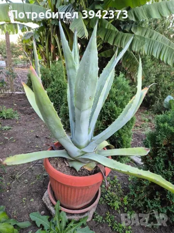 Кактуси , снимка 3 - Градински цветя и растения - 47459512