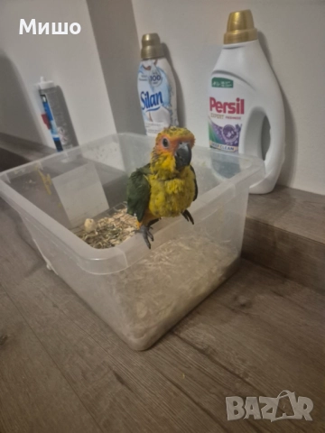 Ръчно хранена Слънчева Аратинга на 2 месеца, снимка 2 - Папагали - 52931251