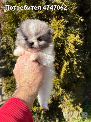 Померан момчета и момиче, снимка 7 - Померан - 53759224