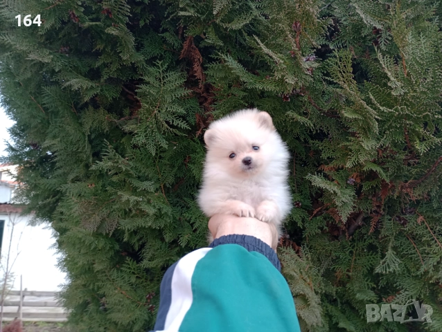 Померани. Реални снимки от 22.12.25, снимка 11 - Померан - 52809073